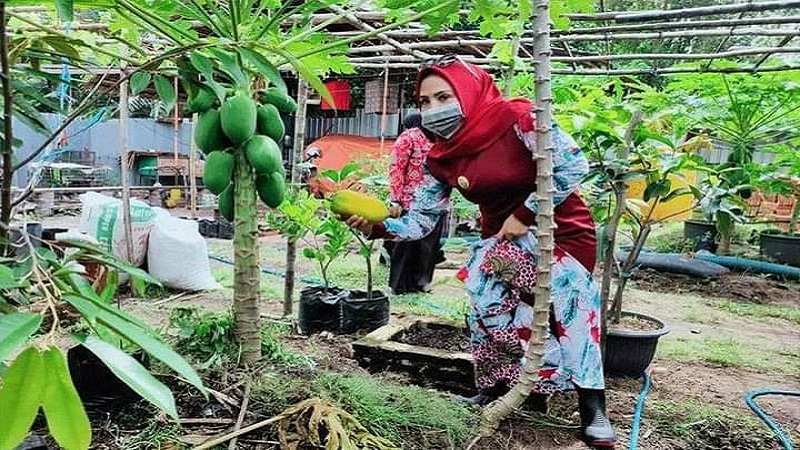 Ayo Manfaatkan Pekarangan Kosong Tanam Sayuran Dan Buah Buahan