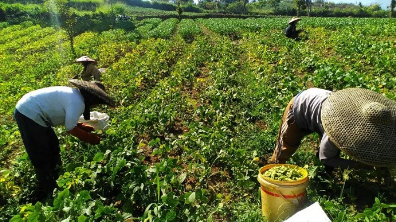 Kurangi Penggunaan Zat Kimia Di Pertanian Pangan Prokalteng 7869