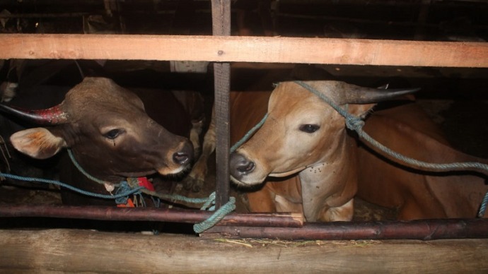 Dinas Perdagangan, Koperasi, UKM dan Perindustrian (DPKUKMP) Kota Palangkaraya kurban 3 ekor sapi pada hari raya iduladha 2023.Ke 3 ekor sapi