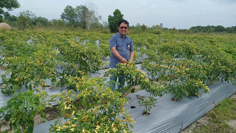 Tingkatkan Produksi Pertanian, BI Kalteng Dorong Penerapan Smart Farming