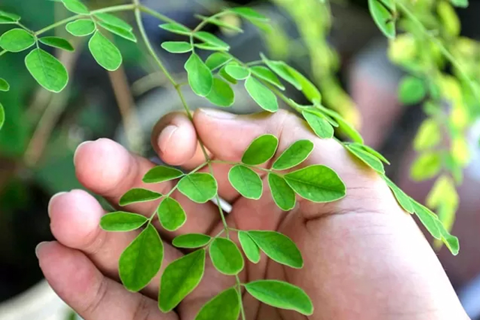 Ini Manfaat Lengkap Daun Kelor Yang Kaya Akan Vitamin Prokalteng