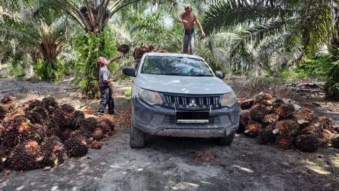 Disbun kalteng