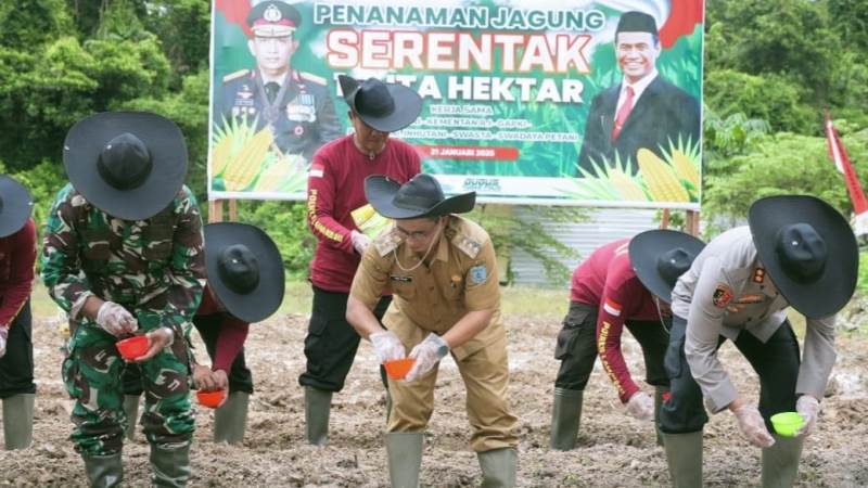 tanam jagung lamandau