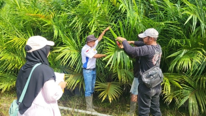 PBT saat melakukan Sertifikasi Bibit Kelapa Sawit di PT. Menthobi Agro Raya, Kabupaten Lamandau, Selasa (18/2/2025). (MMCKALTENG)