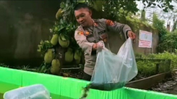 Kapolsek Bulik, AKP Marzuki, saat melakukan penaburan bibit ikan lele, di Mapolsek setempat, Jumat (7/3). (FOTO: BIB/PROKALTENG.CO)