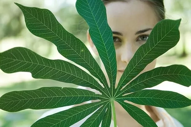 Daun singkong dipercaya bisa menyembuhkan berbagai penyakit. (getty images)