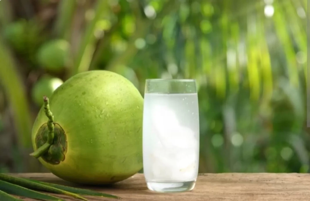 Ilustrasi air kelapa