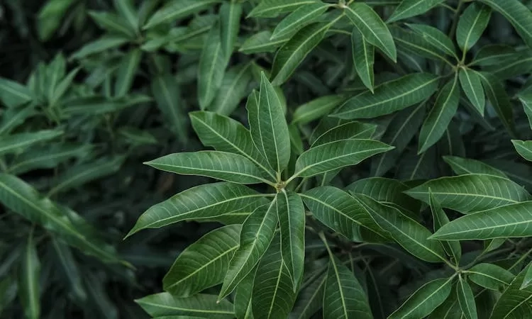 Ilustrasi daun mangga.