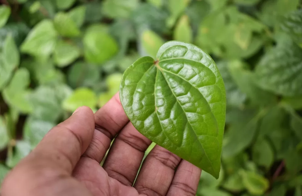 Ilustrasi daun sirih. (Canva)