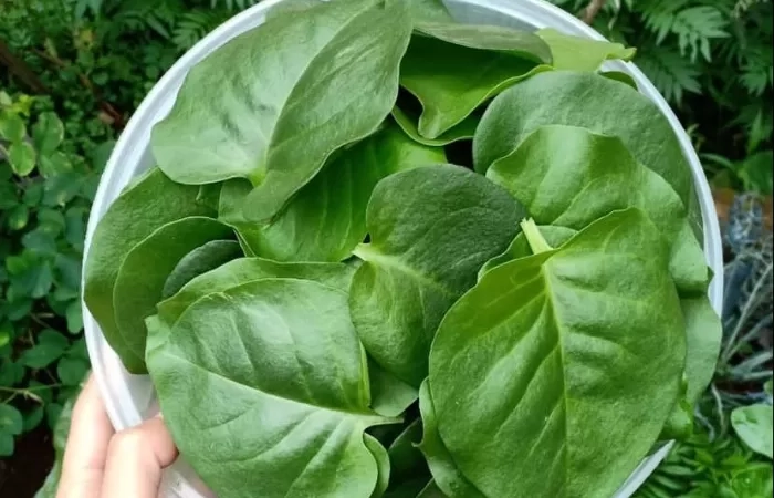 Manfaat Daun Binahong untuk Kesehatan Tubuh. (Instagram @pome.garden)