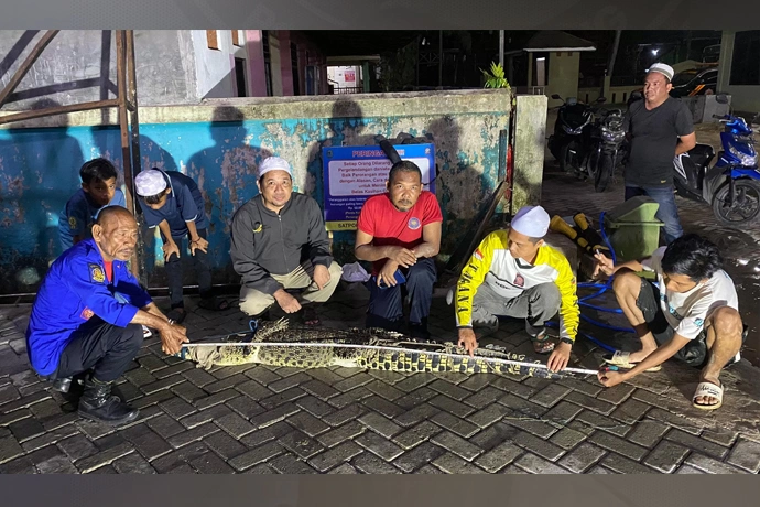Seekor buaya air tawar berhasil ditangkap oleh anggota Damkar HSU dibantu warga Kecamatan Banjang. (Foto M. AkbarRadar Banjarmasin)