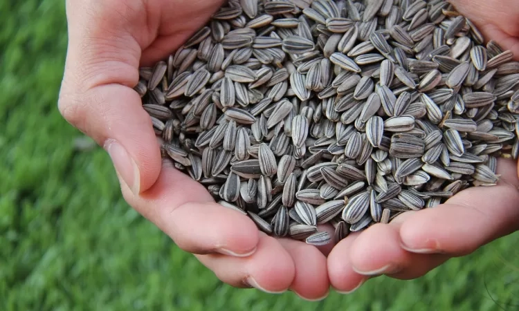 Ilustrasi biji bunga matahari. (Pixabay)