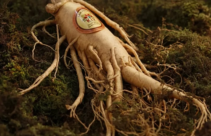 Ilustrasi Ginseng. (Sumber foto freepik.com)