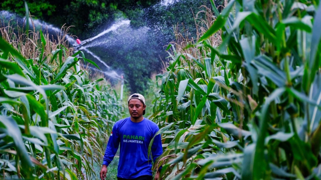 Petani memanen jagung di Desa Tangar, Kecamatan Mentaya Hulu, Kabupaten Kotawaringin Timur, Kalteng. Budidaya jagung yang didukung program kemitraan Wilmar Group ini mulai memberikan hasil dan meningkatkan pendapatan petani setempat. (IST)