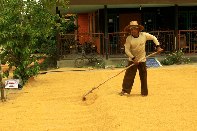 Petani