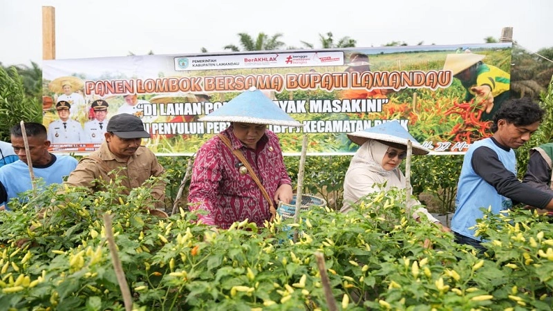 27_Bupati Lamandau_Panen