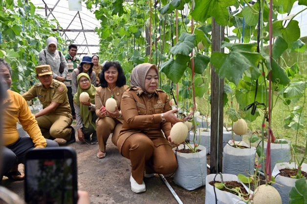 9 Maret_Bupati Panen melon