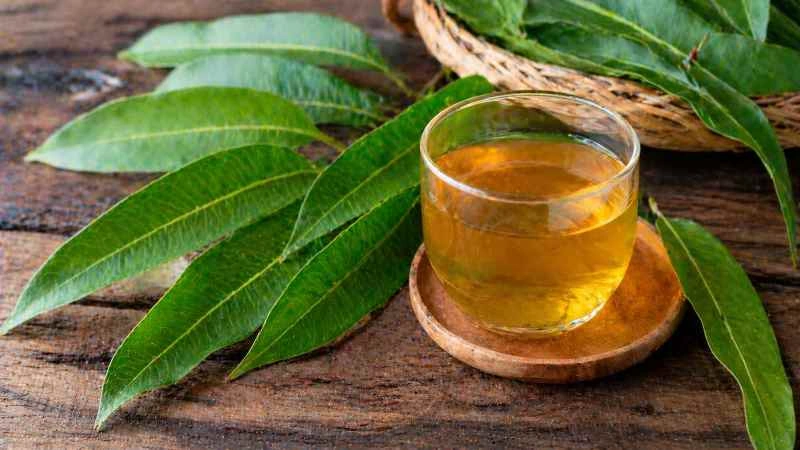 Air rebusan daun mangga dipercaya sebagai minuman herbal alami yang membantu menjaga kesehatan tubuh, termasuk mengontrol gula darah dan tekanan darah.
