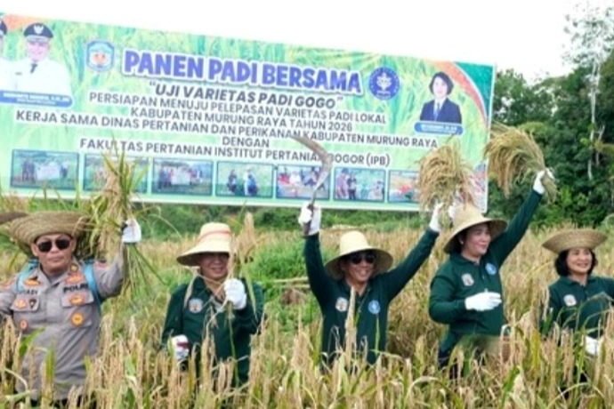 Panen Padi