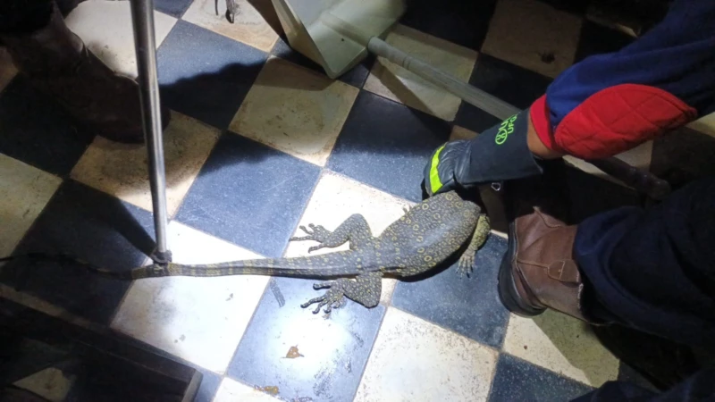 Masuk Rumah Warga, Biawak 1 Meter Dievakuasi Tim DPKP Palangka Raya