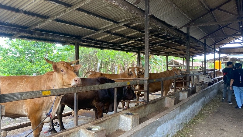 13_Sapi Kurban
