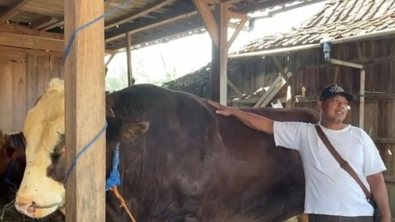 Sapi Simental Berbobot 1,1 Ton Terpilih Menjadi Hewan Kurban Presiden Prabowo