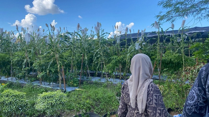 22_Lahan Sorgum