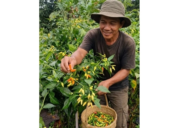 Harga Cabai Tembus Rp130 Ribu/Kg, Pedagang di Lamandau Menjerit dan Pilih Tanam Sendiri