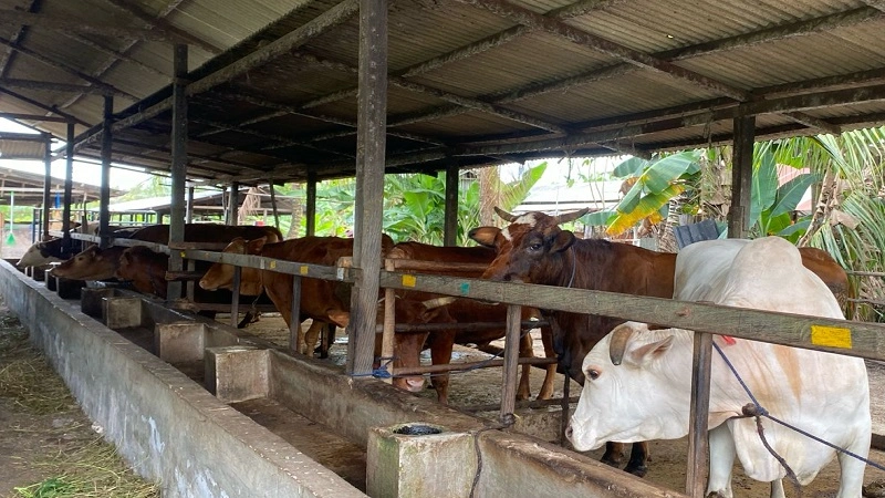 26_Sapi Kurban