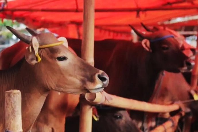 sAPI