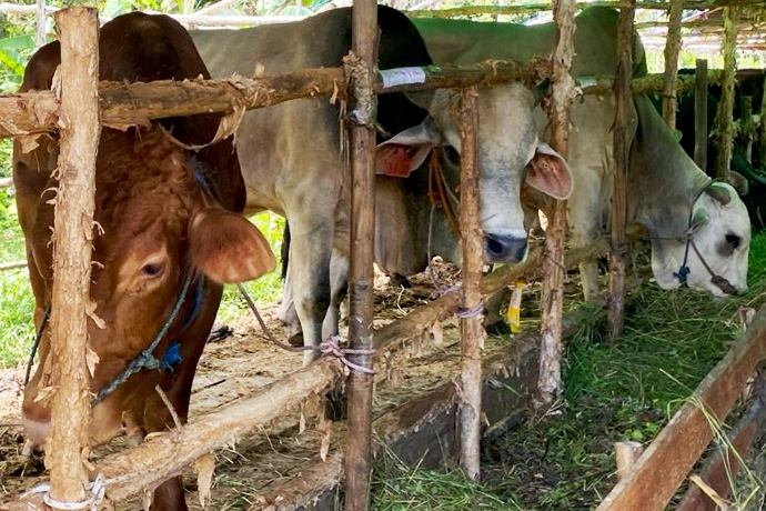 Sapi Kurban