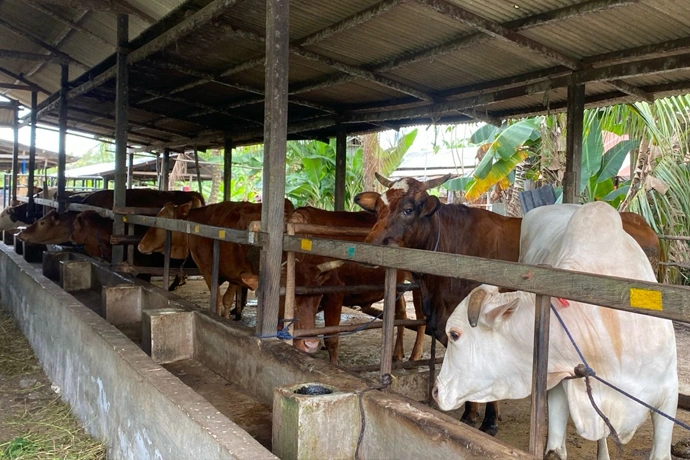 Iduladha 2026, Kalteng Dapat Bantuan Sapi Kurban dari Presiden