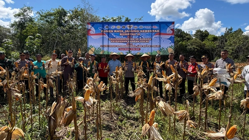 Pemkab dan Polres Barsel Perkuat Sektor Pertanian Lewat Panen Jagung