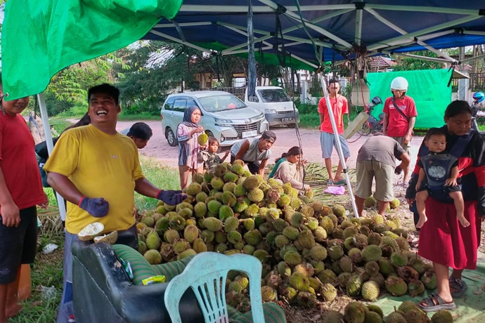 Musim Durian Tiba, Warga Kota Nanga Bulik Ramai Memburu Raja Buah